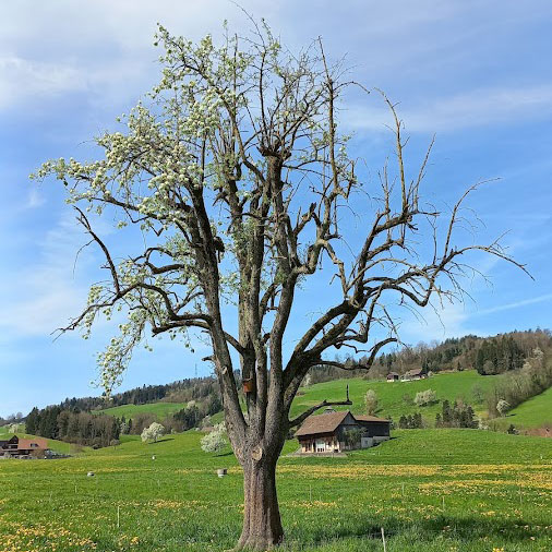 Der Lebensgarten - Birnbaum