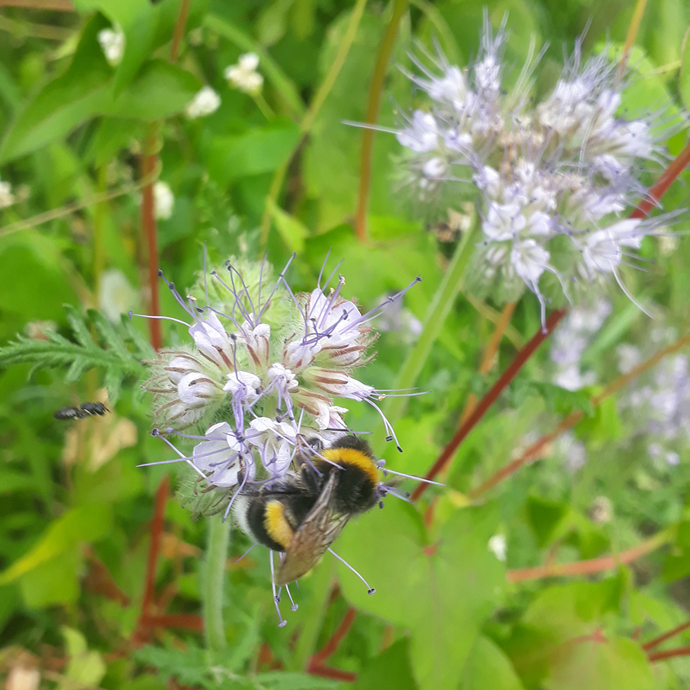 Der Lebensgarten - Blume mit Hummel