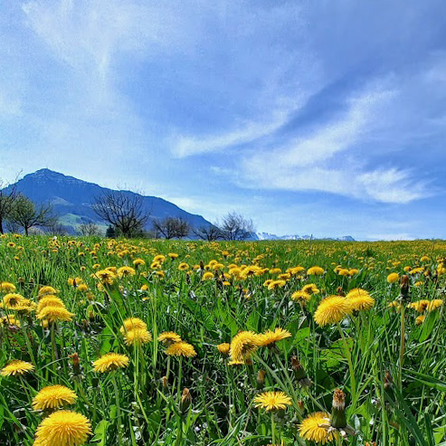 Der Lebensgarten - Rigi und Sonnenwirbel