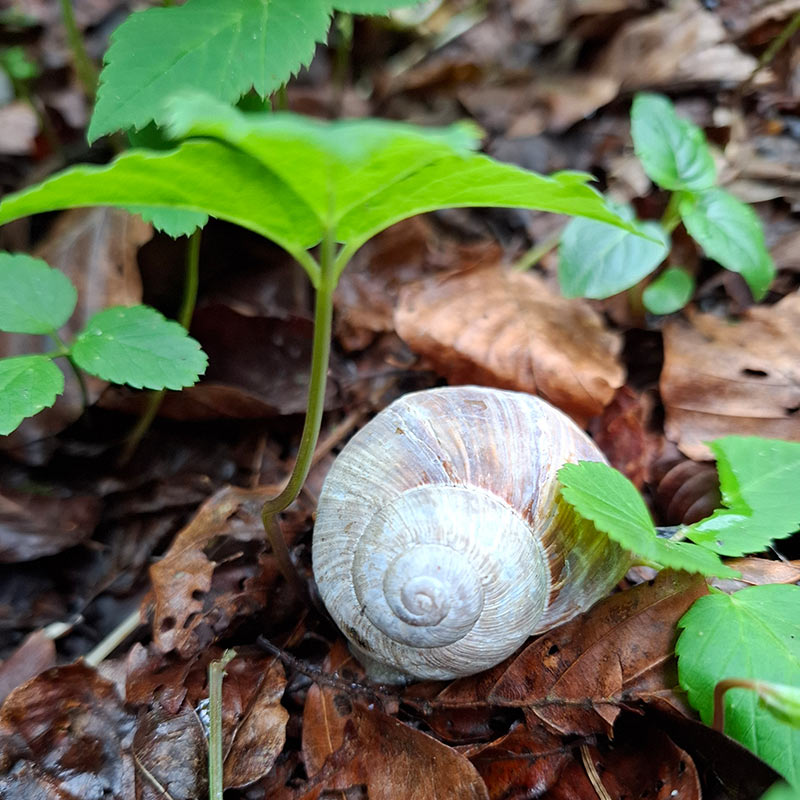 Der Lebensgarten - Trauerbegleitung